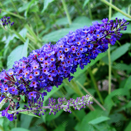Buddleia davidii empire blue - buddleia,