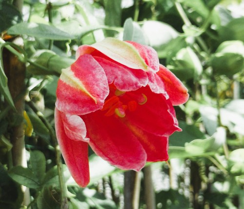 Young passion flower - a,
