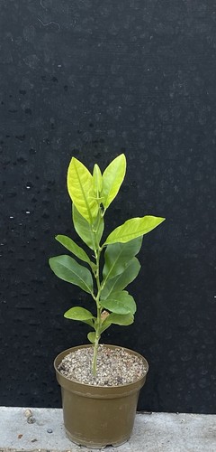 Lemon tree fruit bush citrus - tree,
