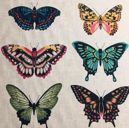Meters harlequin papilio - 6, x
