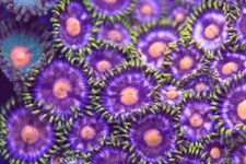 Mixed Ultra Zoa Rock Colony