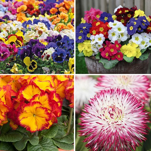 Nurserymans choise winter - t&m,