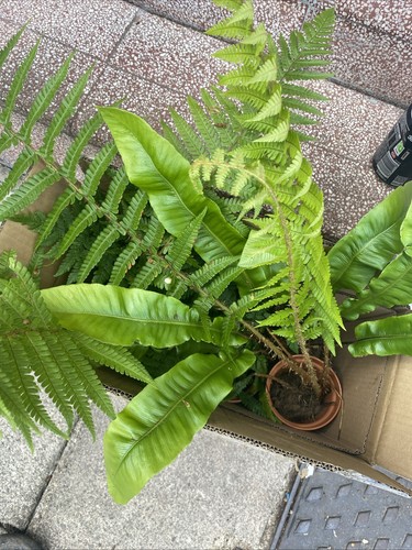 Fern plant mix 9cm - mix, in