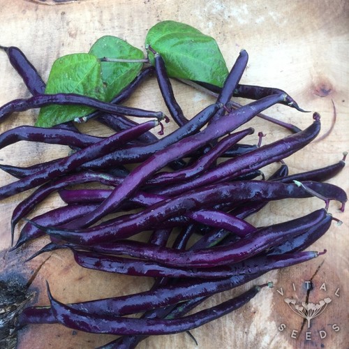 Climbing french bean purple - 6x,
