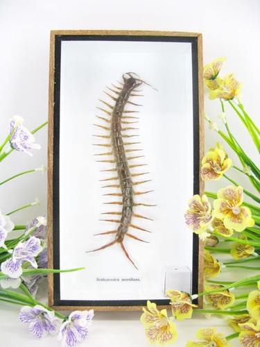 Real giant cendipede - cendipede,
