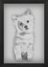 Pomeranian puppy 5 months