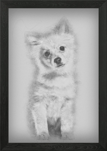 Pomeranian puppy months - pomeranian,