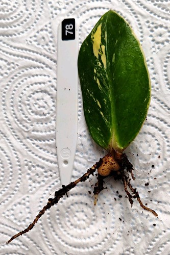 Zamioculcas zamiifolia - zamioculcas,