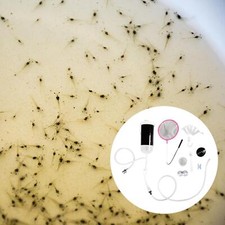 Brine Shrimp Eggs Hatcher