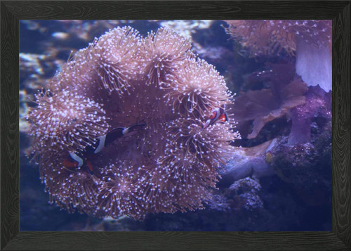 Clownfish clowning around - clowning,