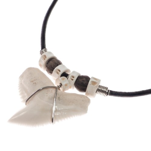 Big genuine tiger shark tooth - tiger,