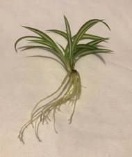 Spider Plant Rooted Cutting |