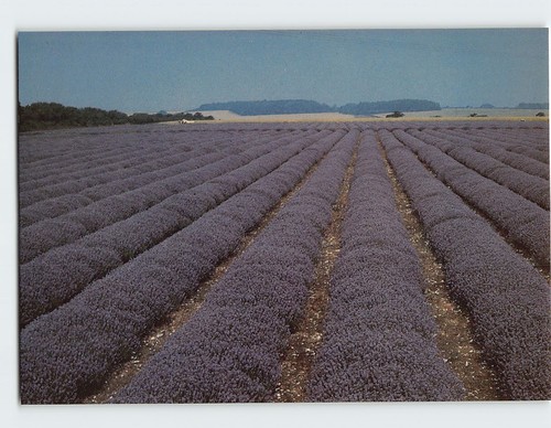 Postcard norfolk lavender ltd - norfolk,
