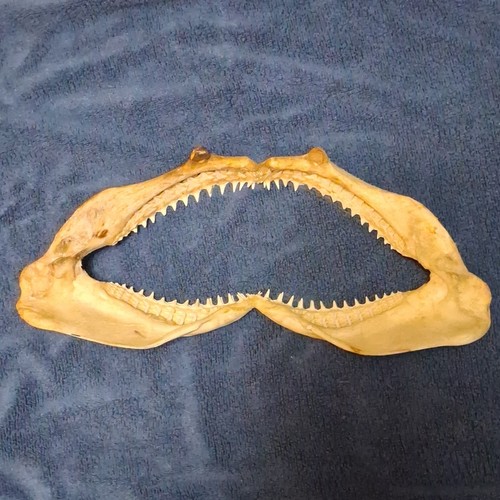 Authentic shark jaw - authentic,