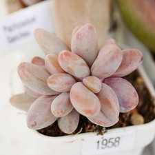 Pachysedum Ganzhou 5cm Rooted Plant - Chubby Pink Succulent