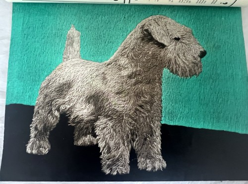Sealyham terrier hutchinsons - sealyham,