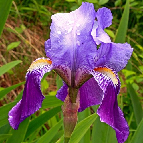 Blue fragrant iris - blue,
