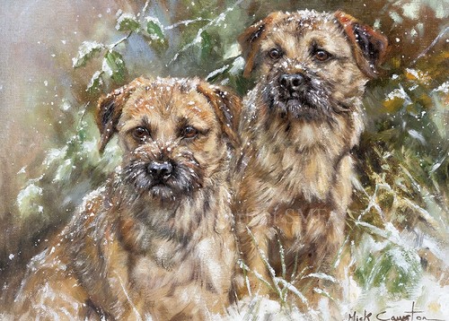 Border terrier christmas cards - christmas,
