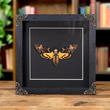 Death's Head Hawk Moth on Black Background In Baroque Style Box Frame (Acheronti
