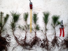 10 Scots Pine Tree (Pinus Sylvestris) bare root trees 20/30cm 