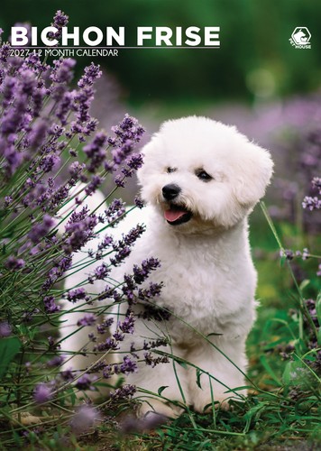 Bichon frise dog - bichon,