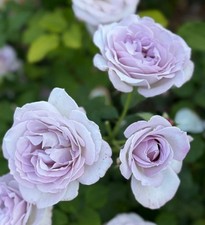 BRENDA -  Lilac Hybrid Tea