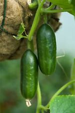 Vegetables - Cucumber - Mini Munch F1 - 5 Seed