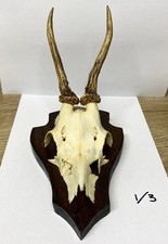 Genuine Taxidermy Deer Roe