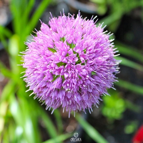 Allium nutans pcs - 20, fresh