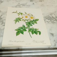 P J Redoute Rosa Brevislyla
