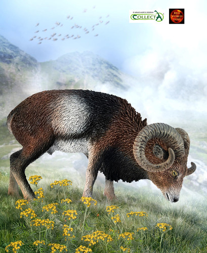 European mouflon mountain - european,