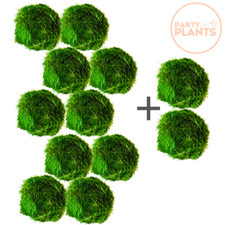 10 Moss Ball +2ExtraFREE live