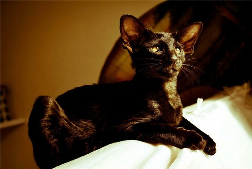 Beautiful oriental cat glossy - oriental,