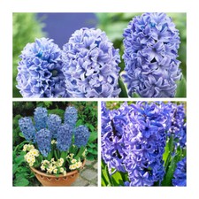 Delft Blue Hyacinth Flower