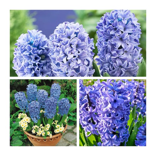 Delft blue hyacinth - delft,