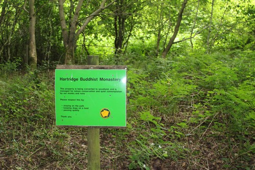 Photo woods below - photo,