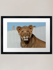 Lion Cub, West Midlands Safari