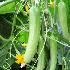 No peel, thin skin CUCUMBER