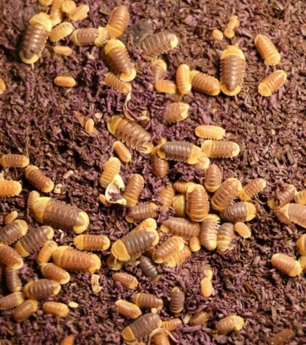 Rubber ducky isopods - ducky,