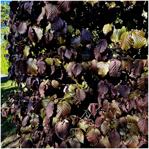 Hazel red zellernut tree - hazel, zellernut'