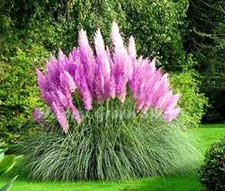 Purple Pampas Grass 200 Seeds