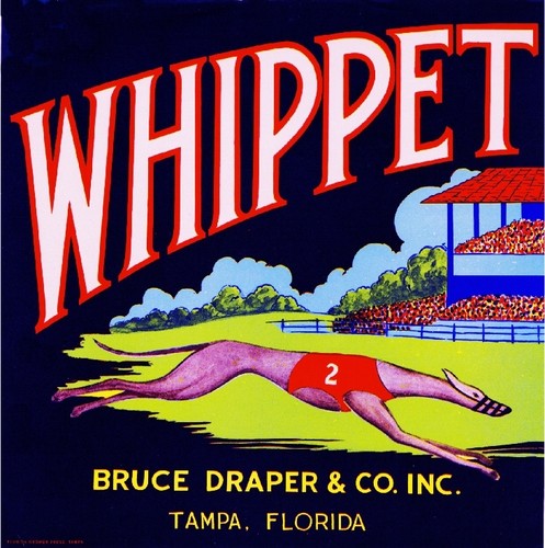 Tampa florida whippet dog - tampa,