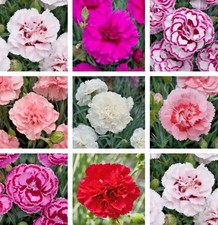 Hardy Dianthus Pinks 9cm Pot Scented. Random Colour Sent.