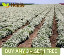 SWEET ALYSSUM - NEW CARPET OF