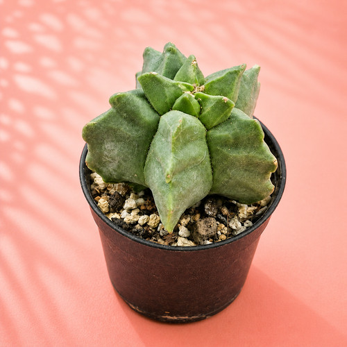Astrophytum myriostigma kikko - myriostigma,
