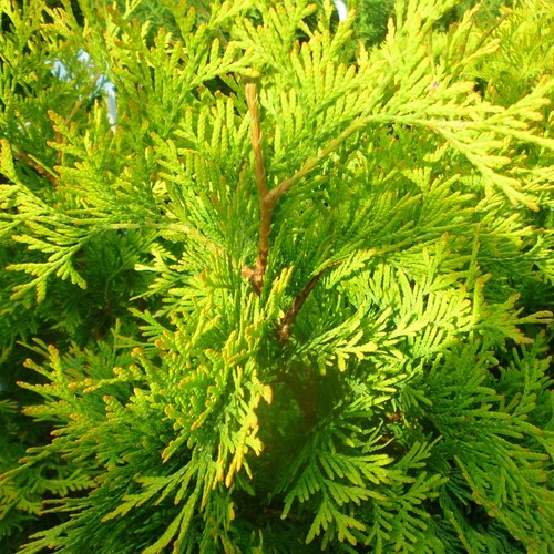 Thuja occidentalis yellow - thuja,