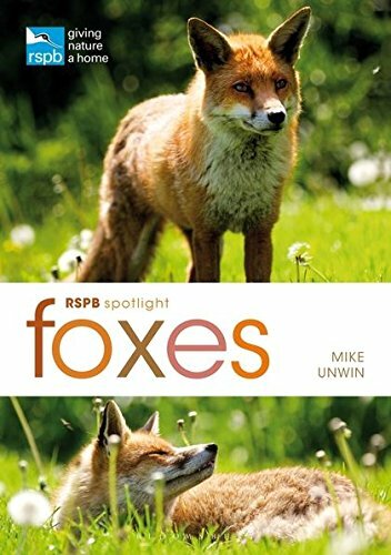 Rspb spotlight foxes mike - rspb, spotlight:
