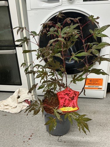 Purple ghost acer tree - tree., very
