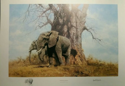 David shepherd baobab and - david,
