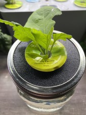 AeroGarden Pod Mason Jar